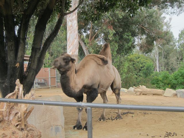 Domestic Bactrian Camel