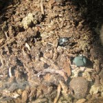 American Dung Beetle