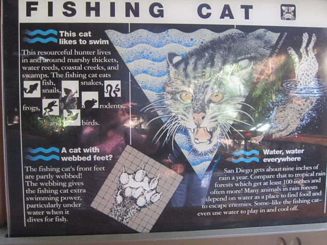 Fishing Cat information