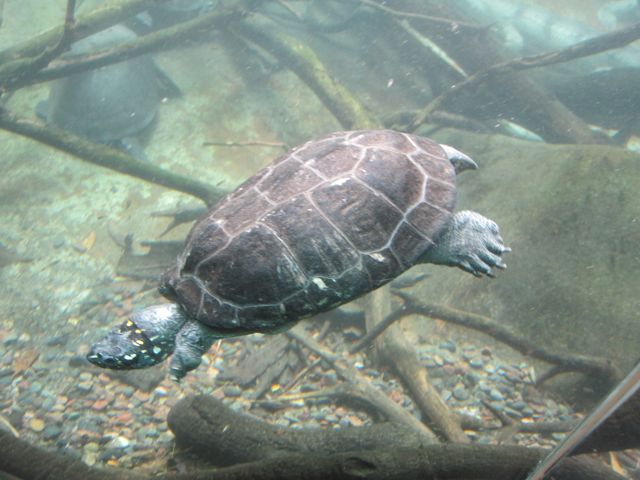 Red-bellied Short-necked turtle