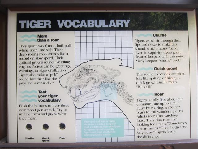 Tiger Vocabulary