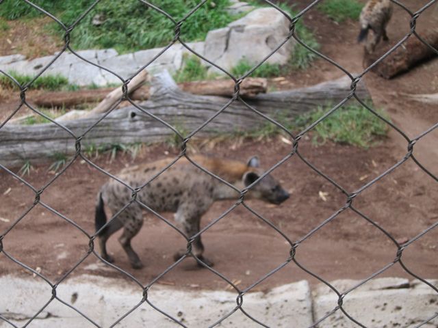 Spotted Hyena from Africa
