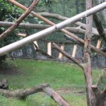 Macaque habitat