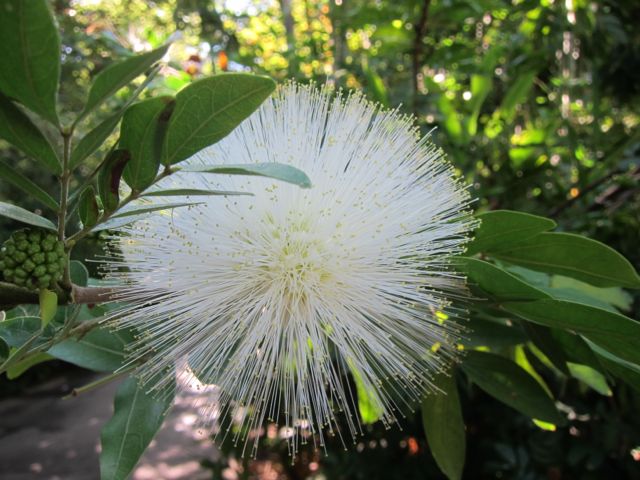White Powder Puff Tree,  Calliandra haematocephala 'Alba'
