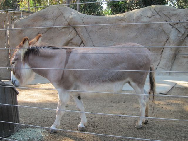 Miniature Mediterranean Donkey