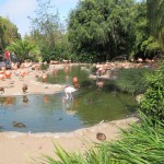 Flamingos at Zoo entrance